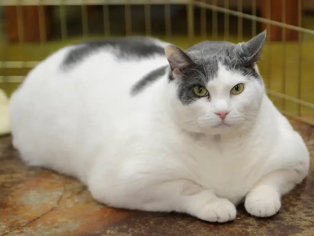 Obesidad en gatos