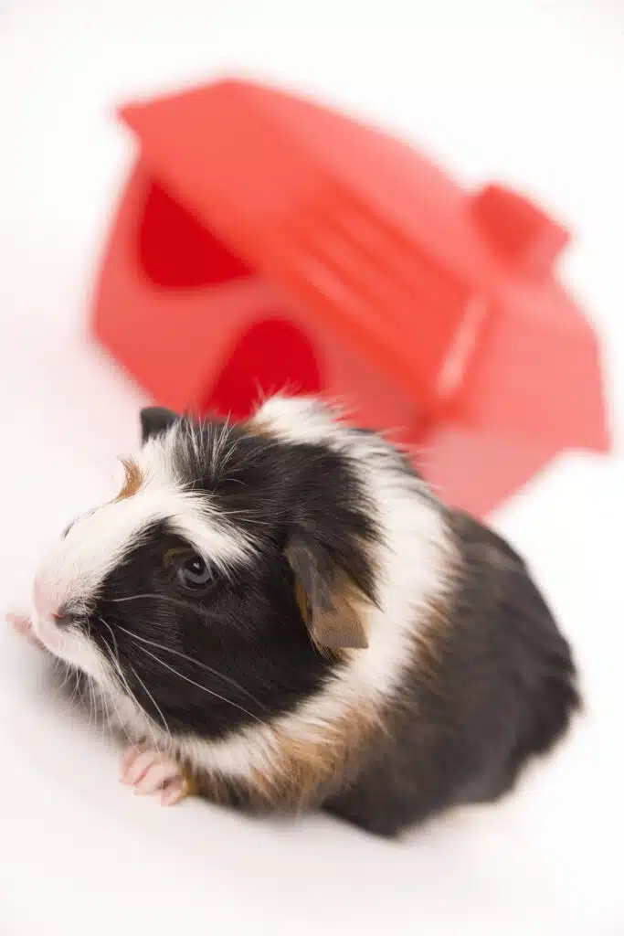 Keeping guinea pigs