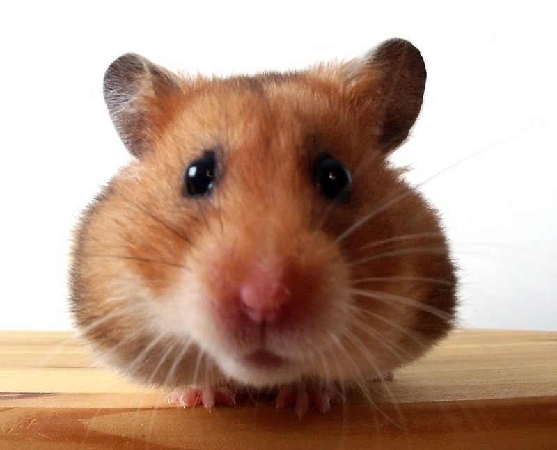 Hamsterbetreiung