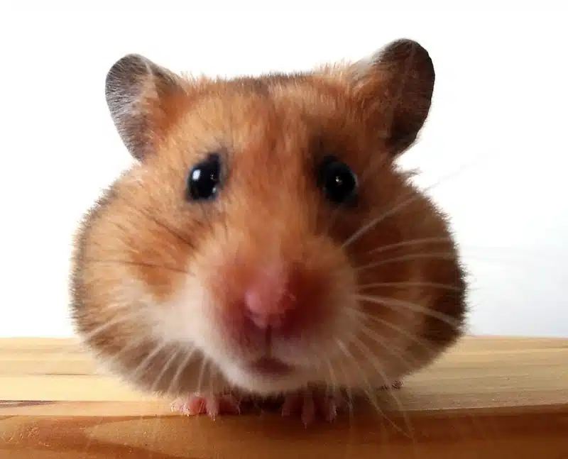 Hamsterbetreiung