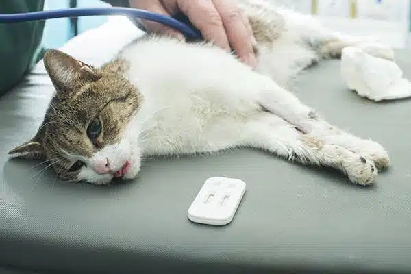 Maladie cardiaque chez le chat