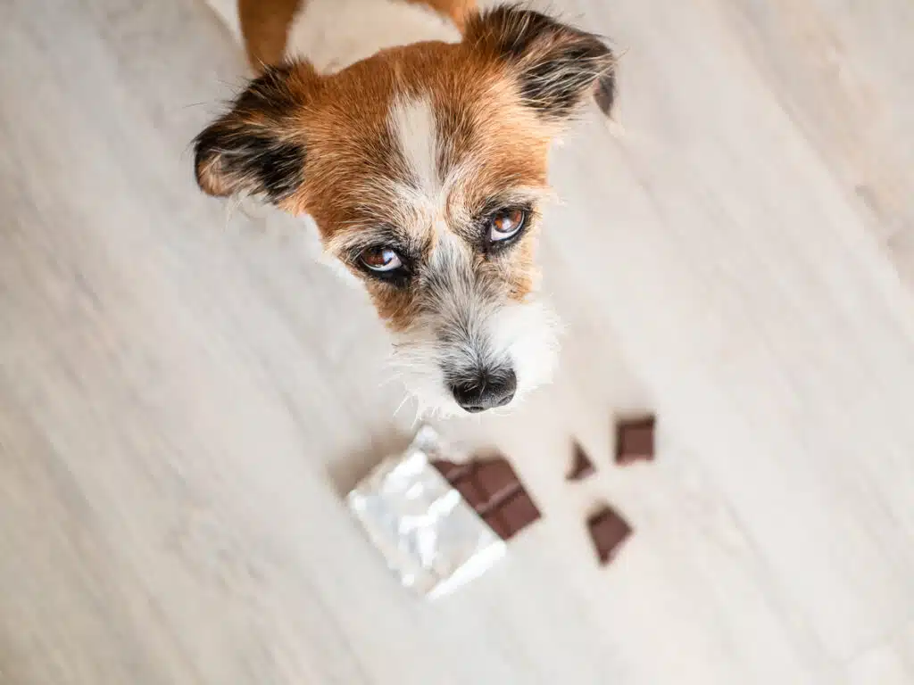 Hund hat Schokolade gefressen