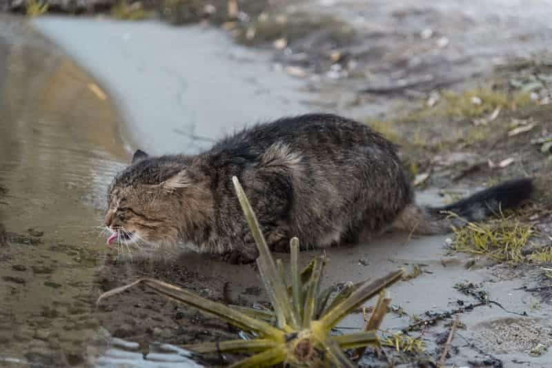 Giardia in cats