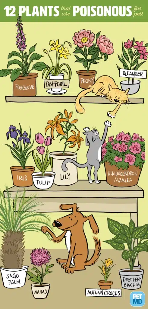 Poisonous plants and domestic animals