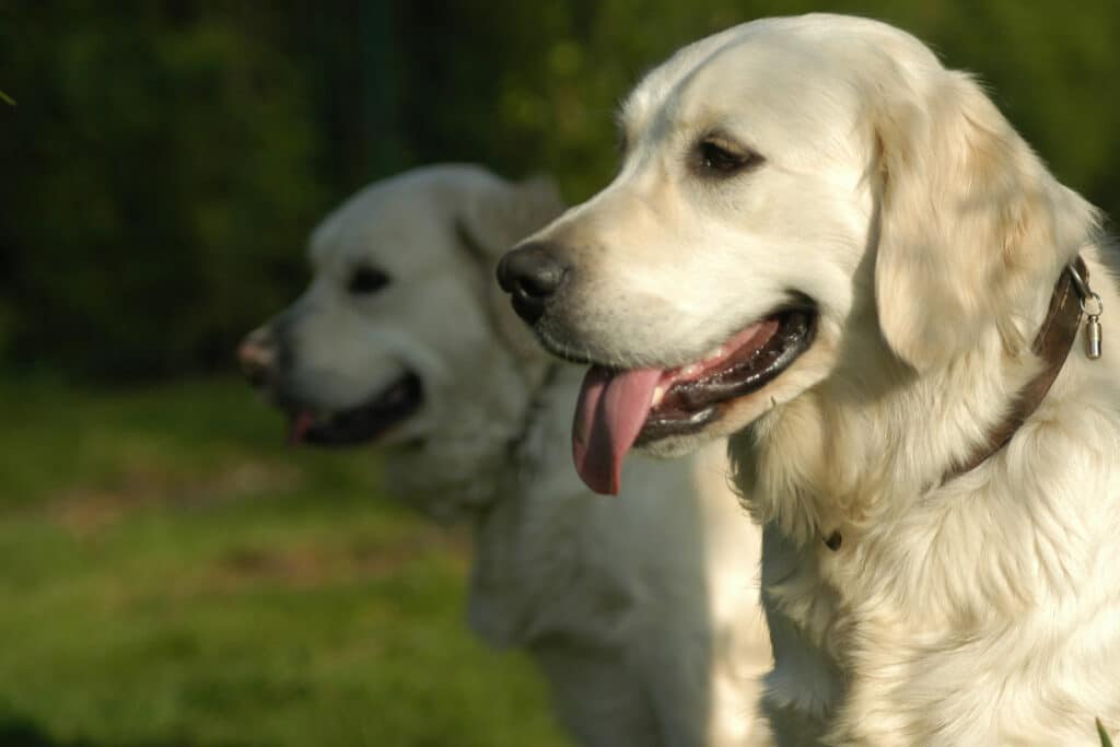 Taumeln bei Hunden