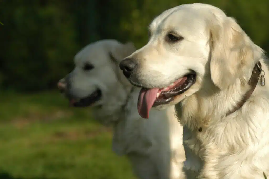 Taumeln bei Hunden