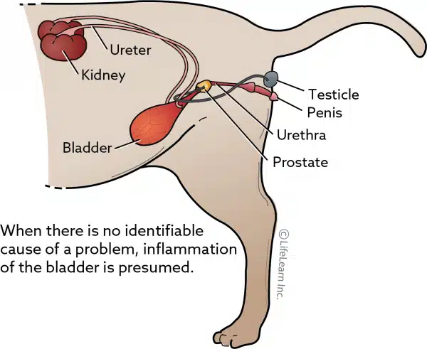 idiopathesch Cystitis