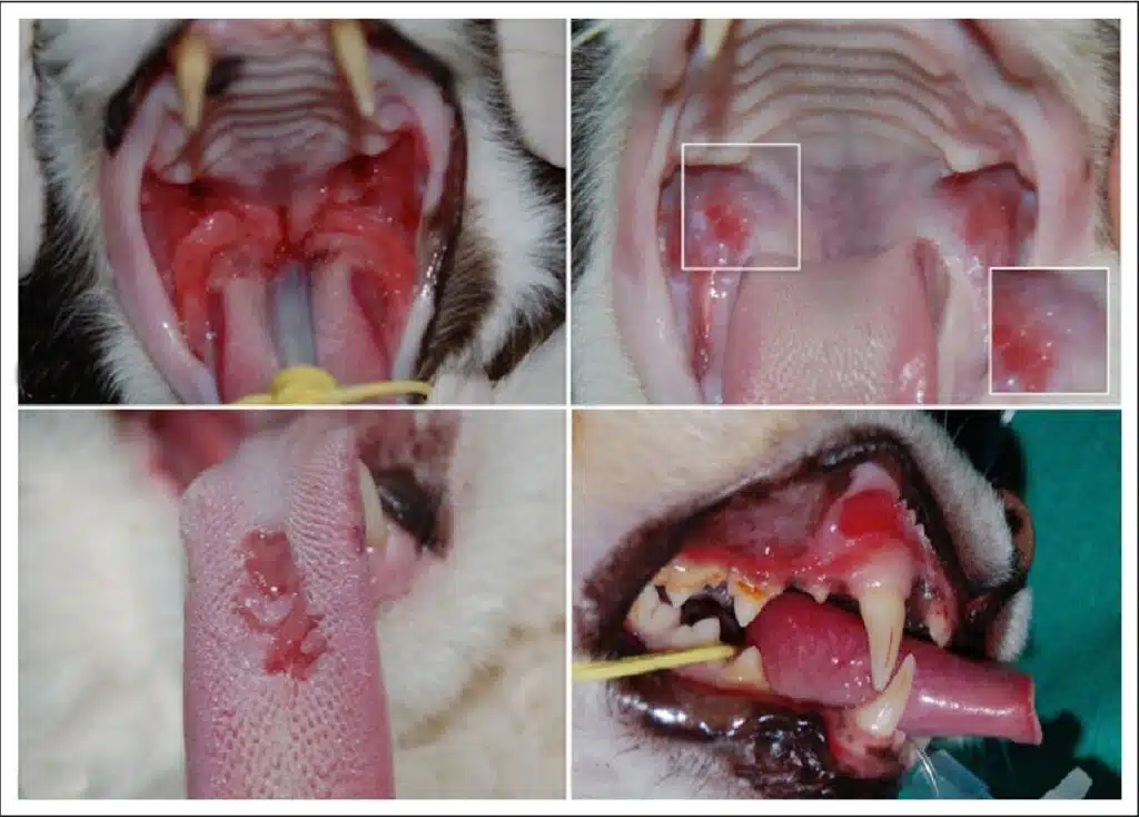 Calicivirus infection