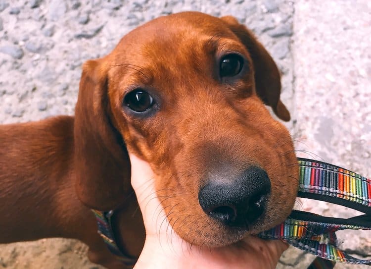 Perro con picadura de insecto