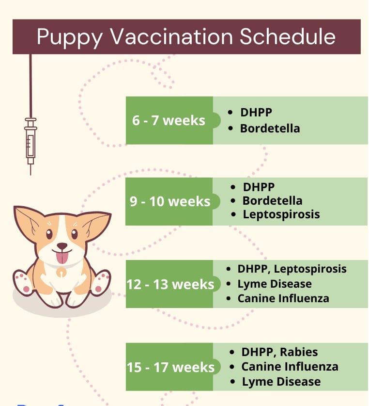 Vaccinations dogs