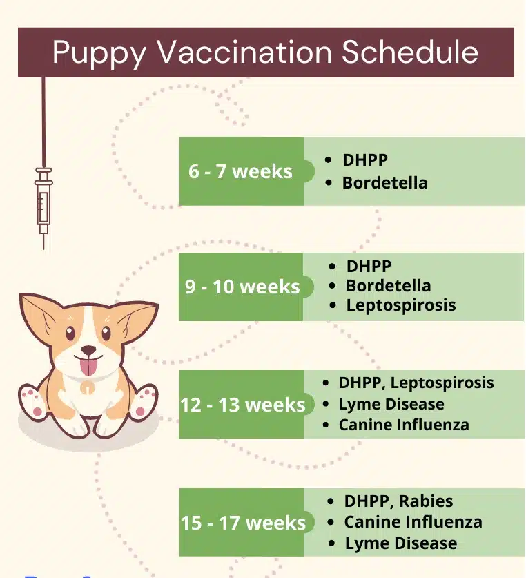 Vaccinations chiens