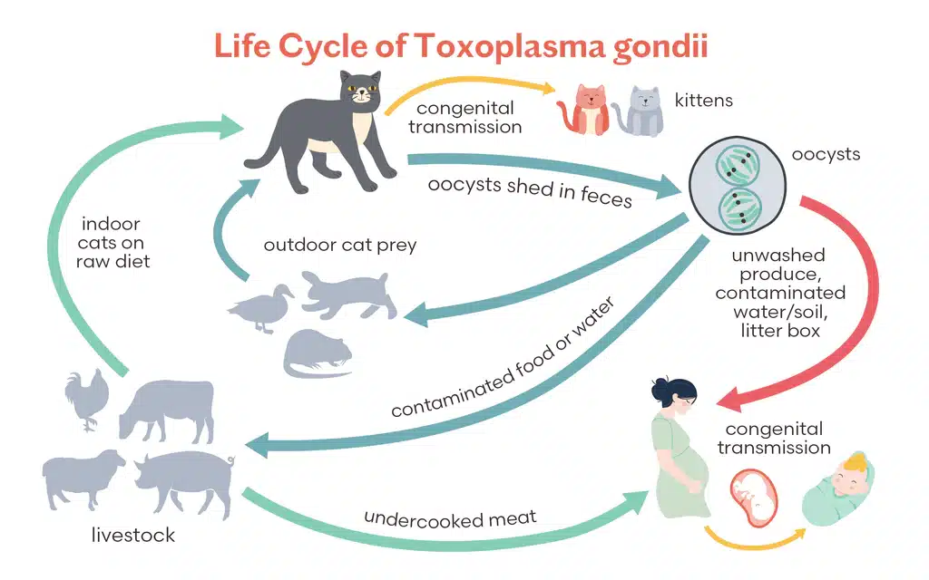 Toxoplasmose bei Kazen