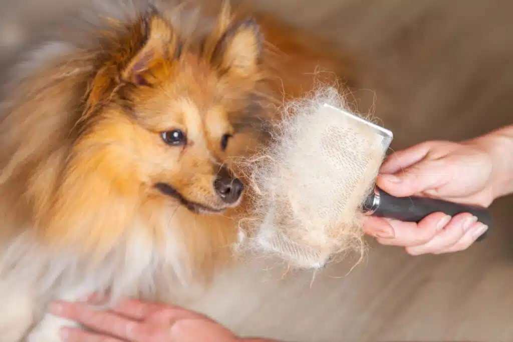 perro con perdida de pelo