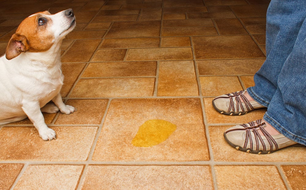 Incontinencia en perros y gatos