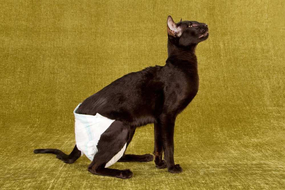 Incontinence in cats