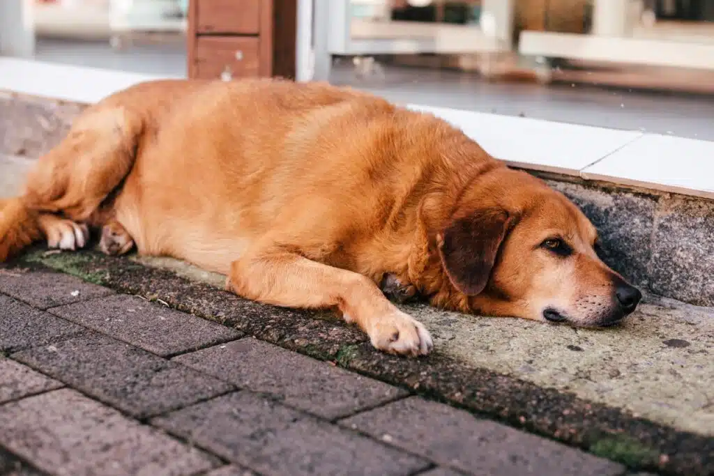 Hund Schmerzen