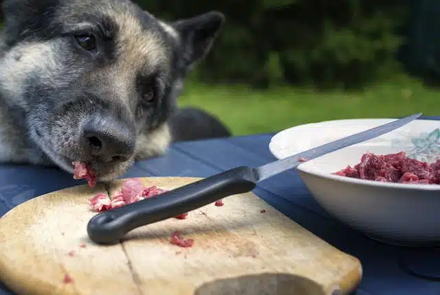 Toxoplasmose chez le chien