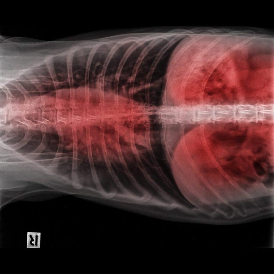 Chat œdème pulmonaire