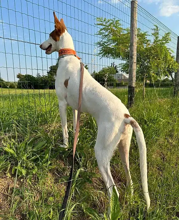 perro del extranjero