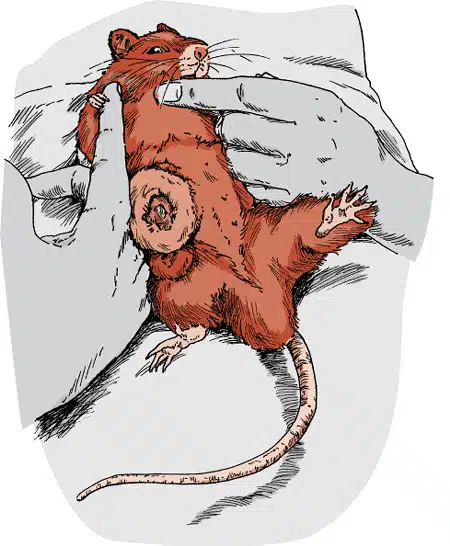 Rat diseases