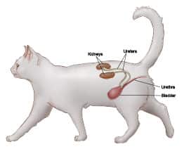 Kidney disease in cats