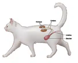 Maladie rénale chez le chat