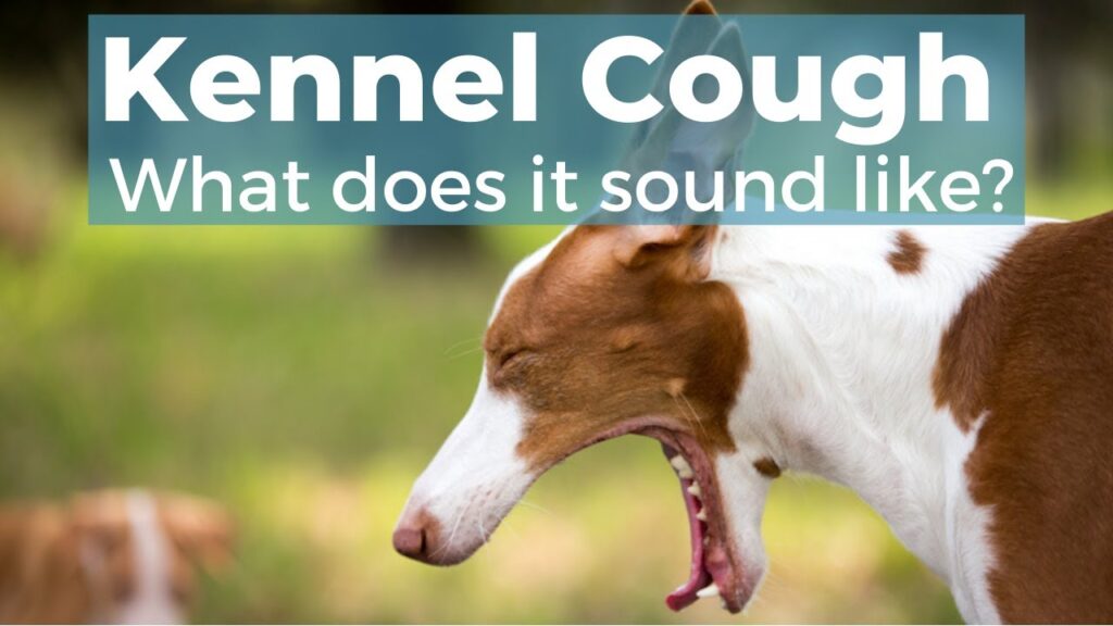 Kennel cough