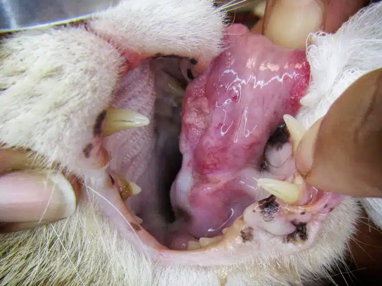 Carcinoma de células escamosas en gatos