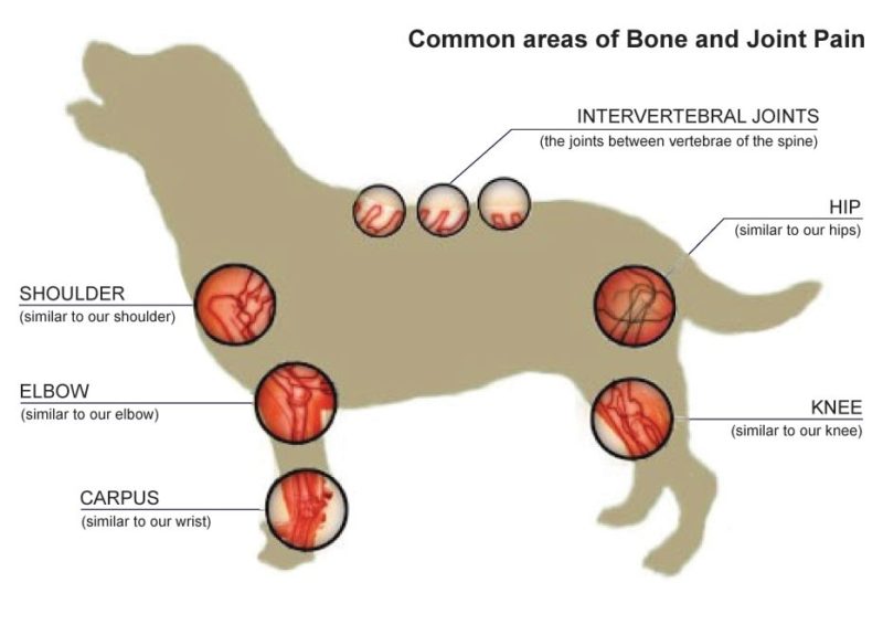 Analgésicos para perros