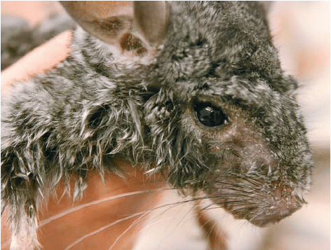 Enfermedades de chinchilla