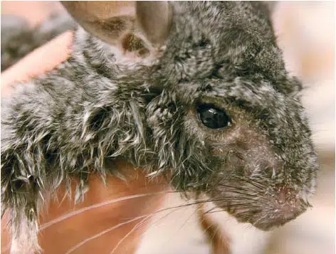 Chinchilla Krankheeten