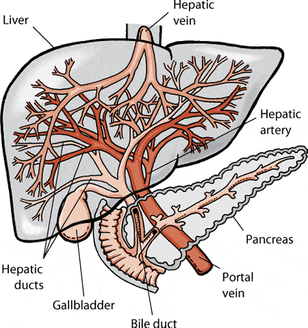 Bile diseases in animals