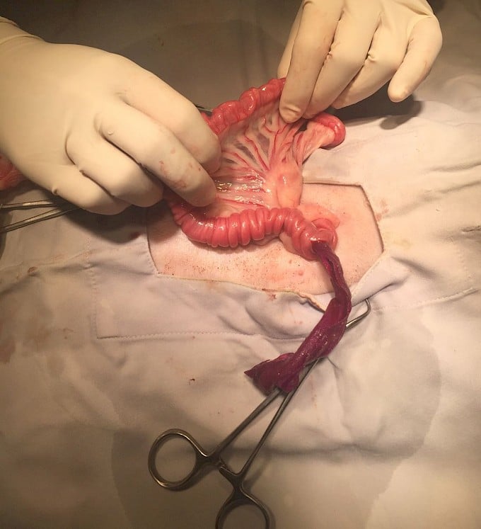 Intestinal obstruction in cats