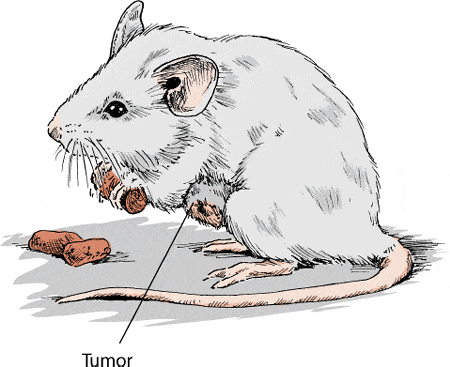 Mice diseases