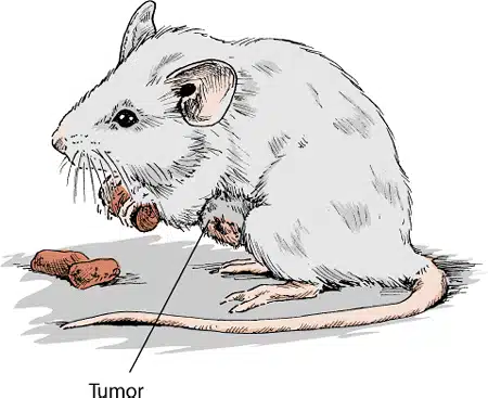 Maladies des souris