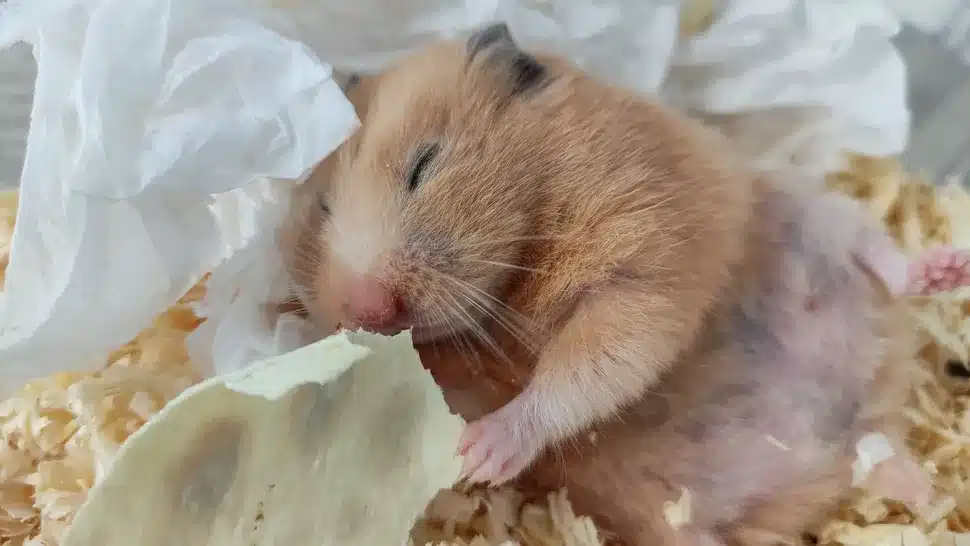 Hamster schléift net