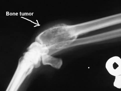 Câine cu osteosarcom