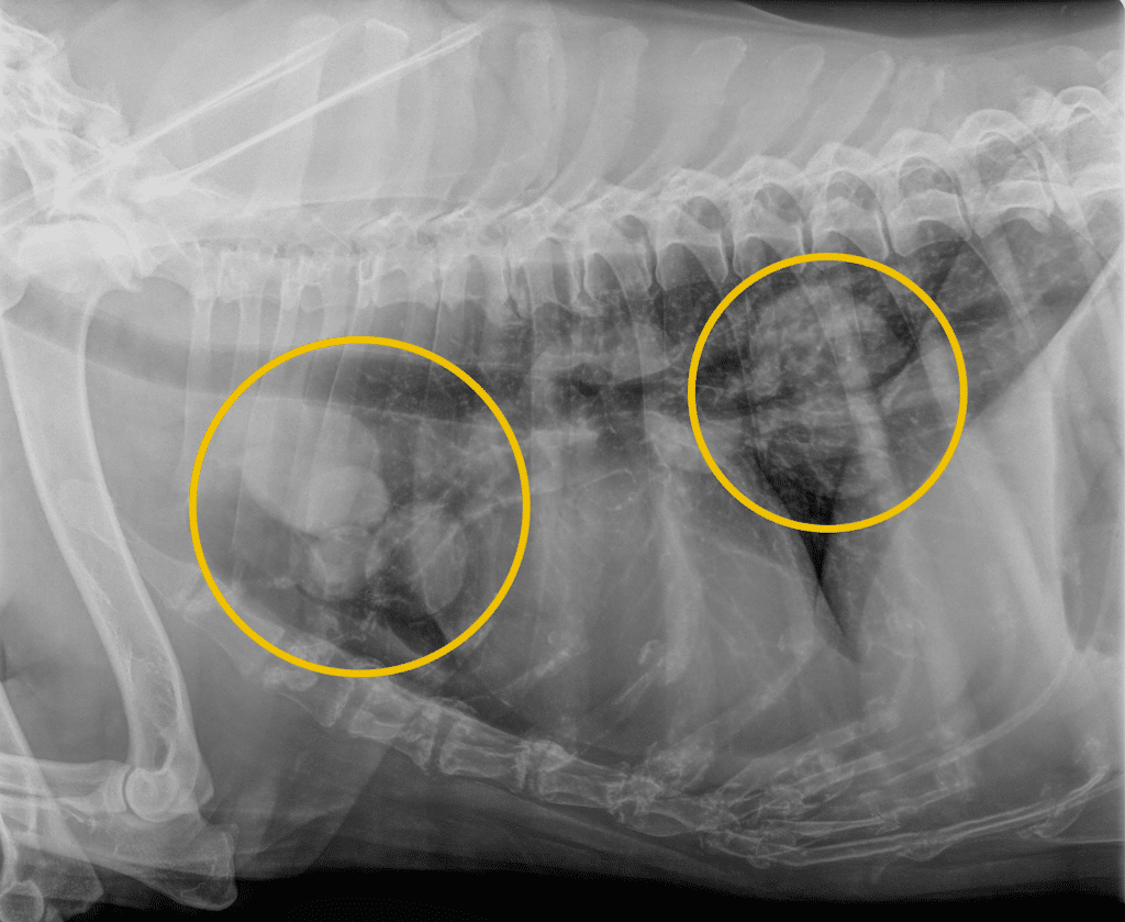 Tumeurs du poumon chez le chien