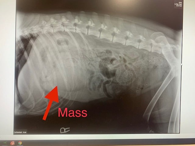 Spleen tumor in dogs