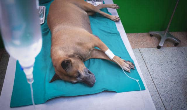 Kidney disease in dogs