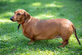 Obesity in dogs