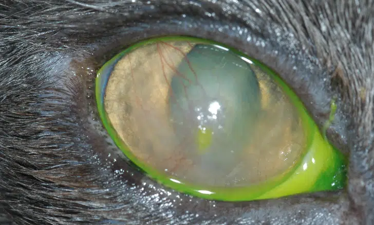 eosinophilic keratitis