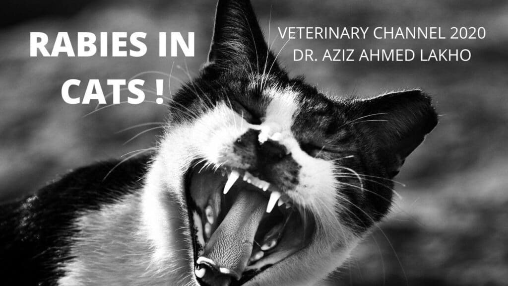 Rabies in cats