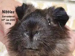 Respiratory diseases in guinea pigs