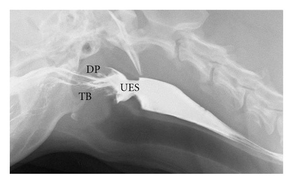 Dysphagia in dogs