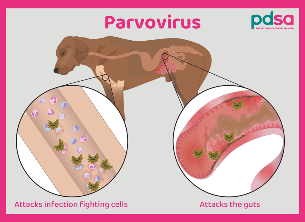 Parvovirus chez le chien