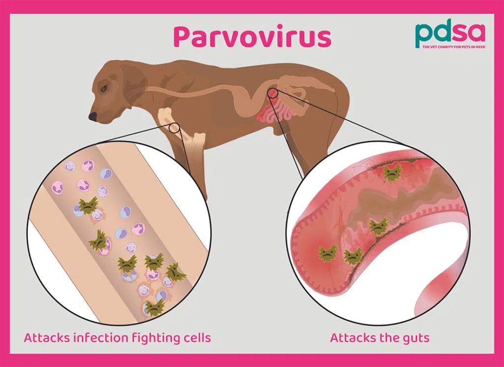 Parvovirus in dogs