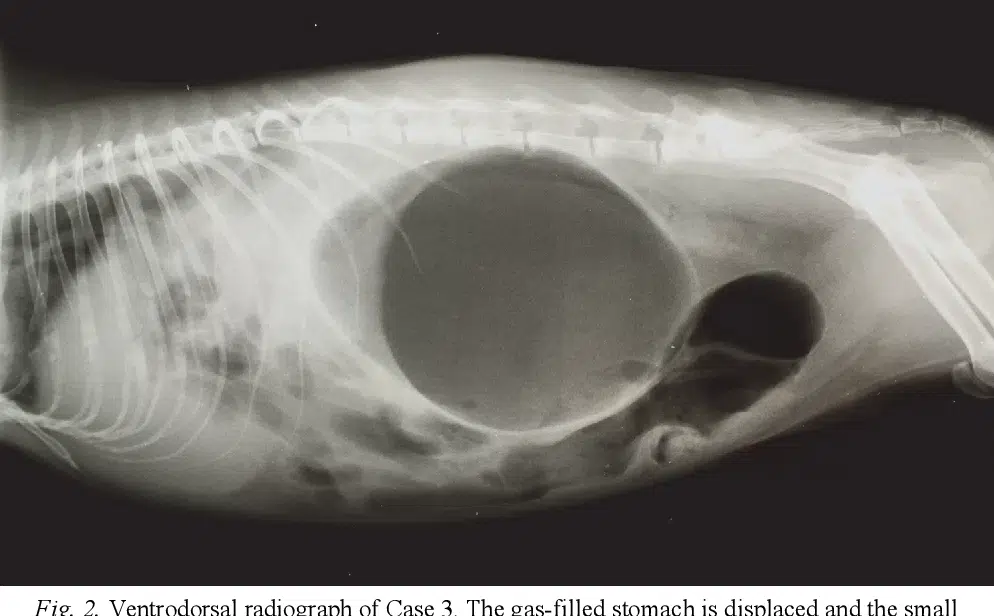 Stomach torsion in guinea pigs