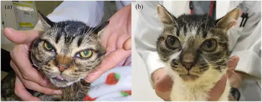 Gangliosidosis in cats