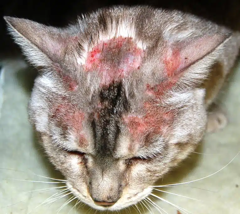 dermatitis atópica felina